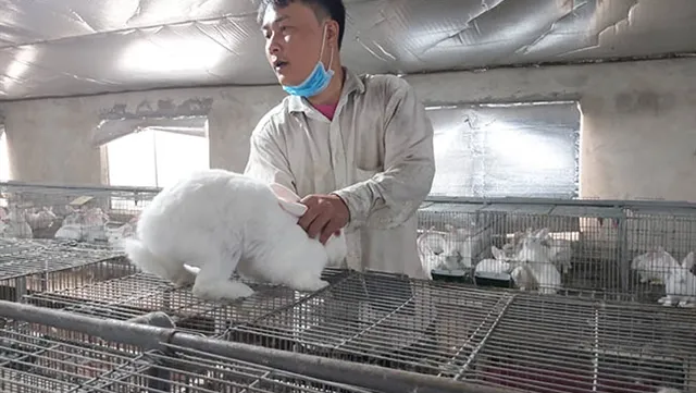 Tuyên Quang rabbit farmer profits from raising New Zealand breed