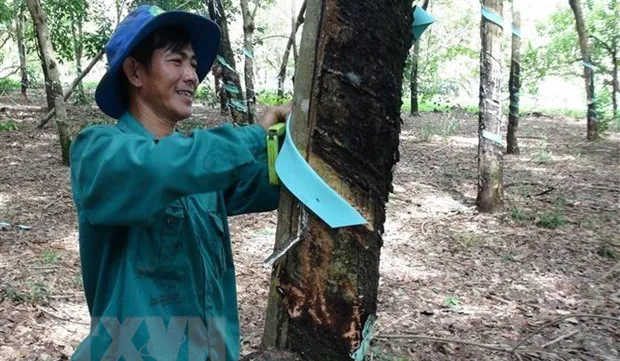 Vietnam ranks third worldwide in terms of rubber export value