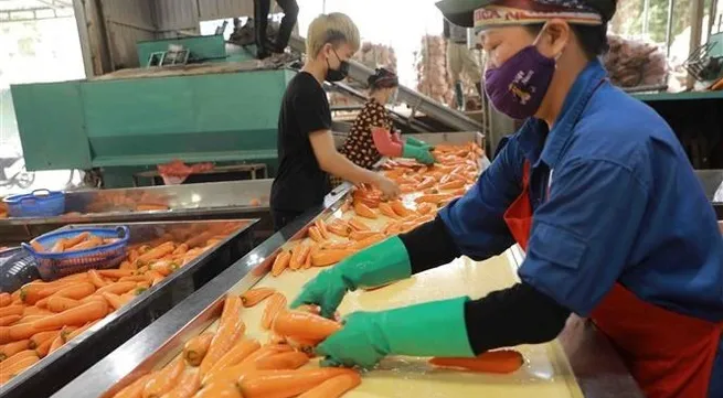 Hai Duong ships abroad first 250 tonnes of carrots in 2022