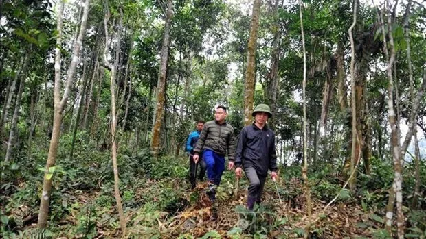 Sustainable livelihoods needed for forest conservation