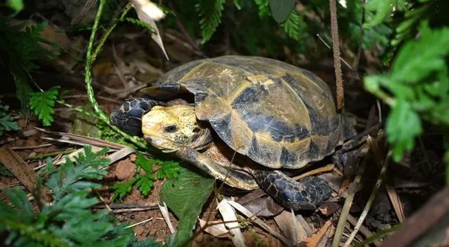 Endangered turtles, tortoises found in Thanh Hoa nature reserve
