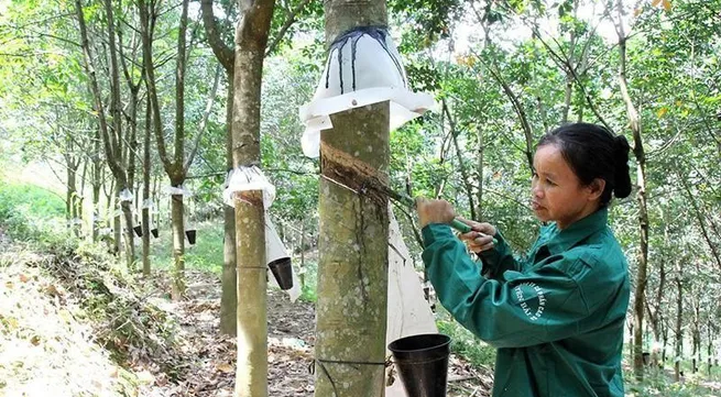 Rubber sector needs to enhance its competitiveness