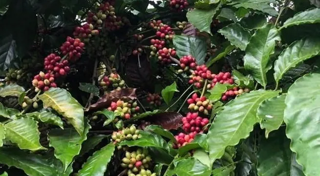 Ample room for Vietnamese coffee exports to Spain