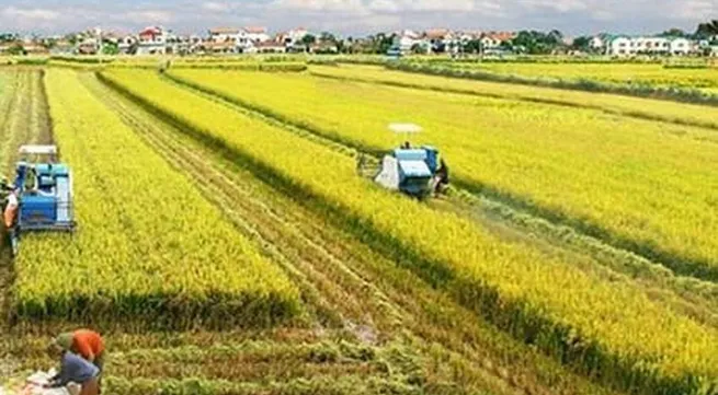 Australian, Vietnamese experts develop new rice variety to tackle climate change