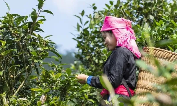 Efforts to promote value of Bac Ha Shan Tuyet tea