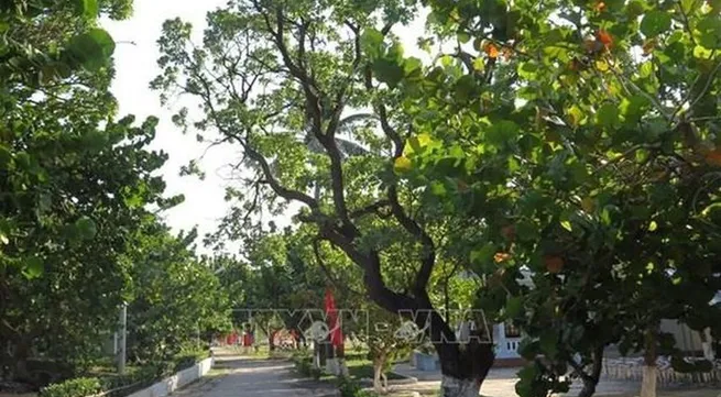 Ben Tre province donates 15,000 seedlings to Truong Sa island district