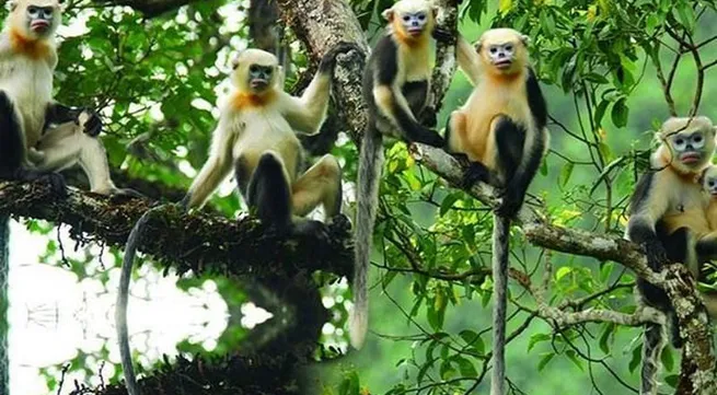 Monkey Day 2022 celebrated in Ha Giang