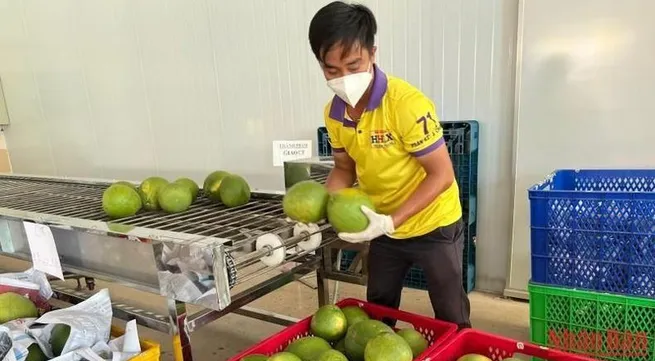 Ben Tre Province to ship first batch of green-skinned pomelos to US
