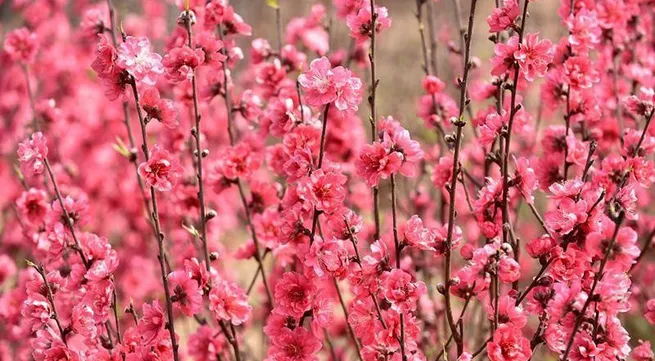 2023 Lunar New Year holiday to last seven days