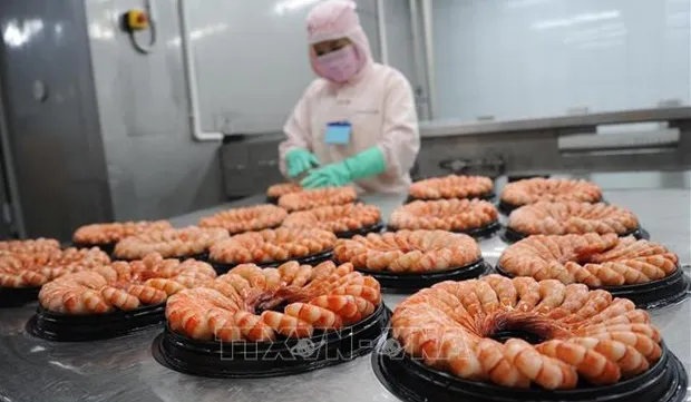 Big room for shrimp industry to increase exports: VASEP