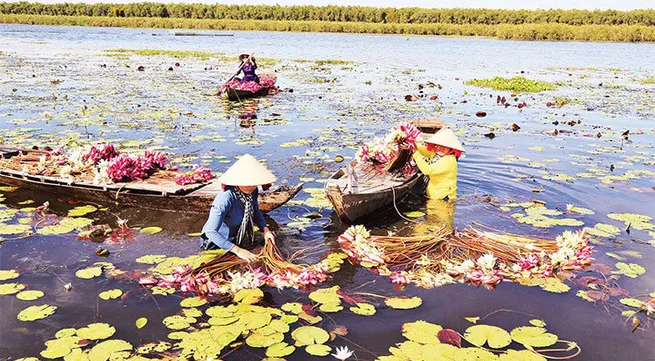 Water lily in 'floating season'