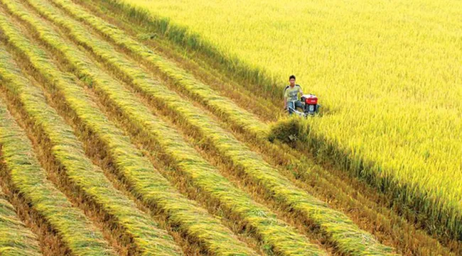 Winter-spring crops record highest yield in 20 years