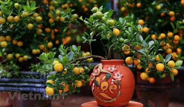 Kumquat – enduring symbol of Tet