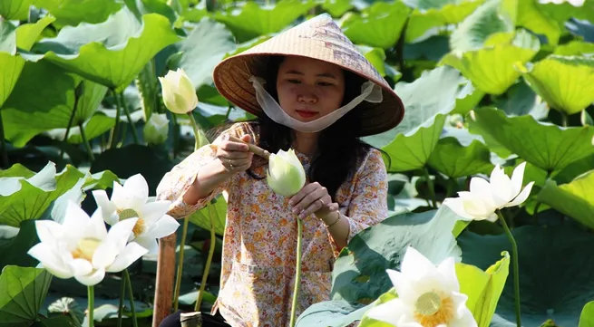 White lotus flowers thrive again in Tinh Tam lake