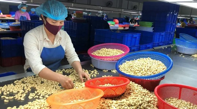 Vietnam remains world’s largest cashew kernel exporter