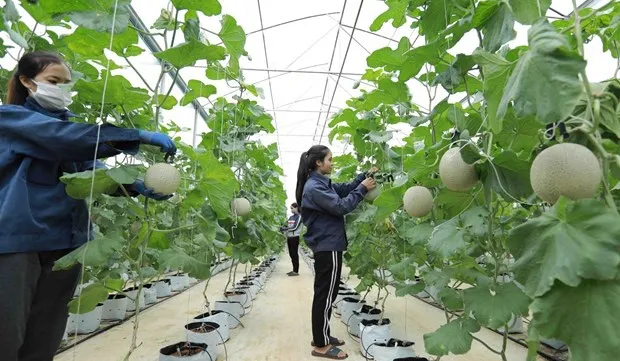 Cooperatives to be supported in digital transformation