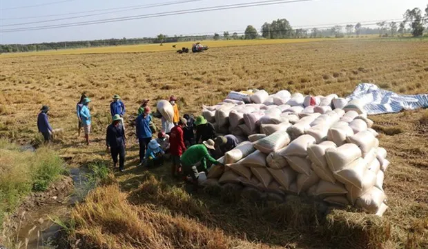 Dong Thap to expand area under high-quality rice