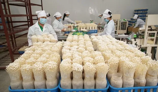 Hanoi moves towards modern, sustainable agriculture