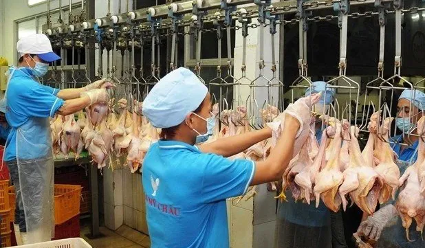 Vietnam earns nearly 1 billion USD from exporting animals, animal products