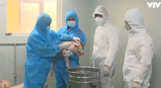 African swine fever vaccine successfully produced in Vietnam