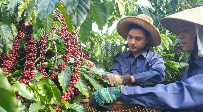 Coffee export turnover exceeds 2 billion USD in five months