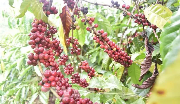 Vietnam eyes to expand coffee exports to Africa