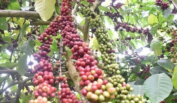 Vietnam to replant 107,000ha of coffee by 2025