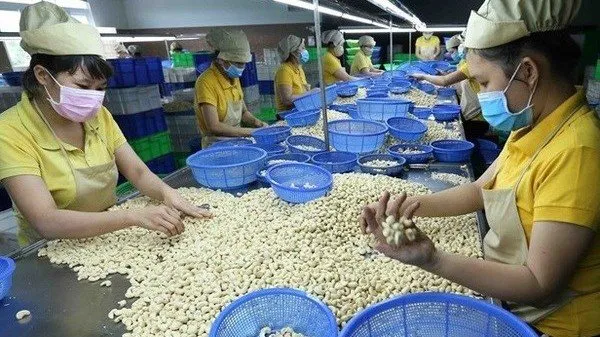 Vietnamese firms regain ownership of all 100 cashew nut containers in Italy scam