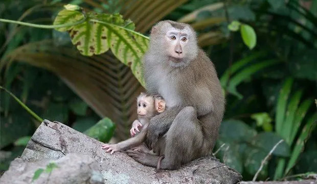 National park receives 100 rare animals from 2019