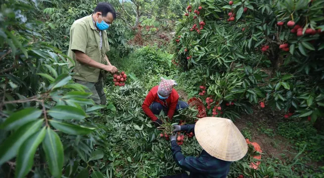 Bac Giang targets developing key agricultural products