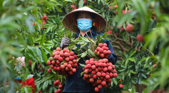 First fresh lychee batch exported to China via Mong Cai border gate