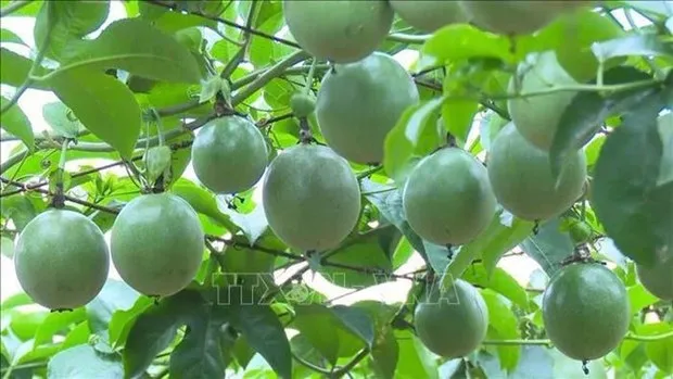 Vietnam to export passion fruits to China from July 1