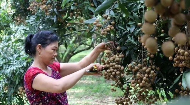 Hoa Binh province’s longan exported to EU