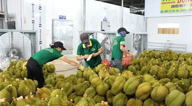 First approved batch of Vietnamese durians en route to China