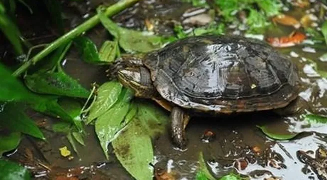 Vietnam Tortoise and Freshwater Turtle Identification Book re-released