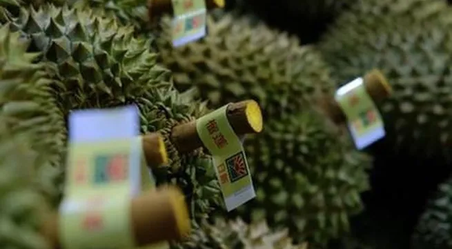 Lam Dong ships its first 70 tonnes of durian to China