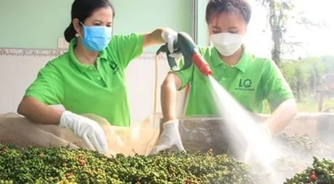 Untapped opportunities for Vietnamese pepper exports to UK
