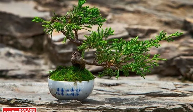 Bonsai captures vitality of nature