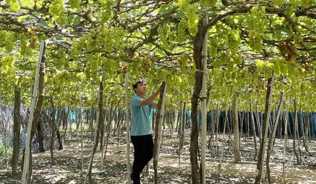 Ninh Thuan province develops brand names for agricultural products