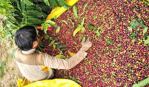 Sustainable development key to success of Vietnamese coffee