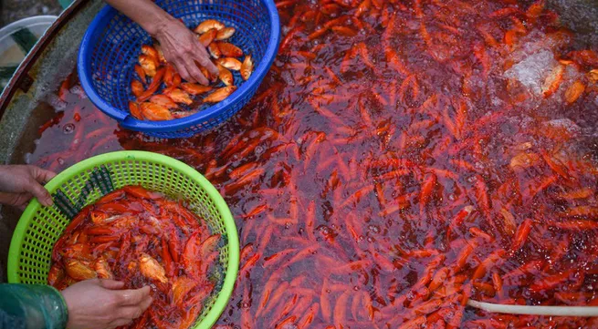 Yen So Fish Market bustles ahead of Kitchen Gods ceremony