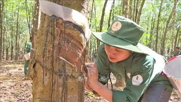 Vietnamese rubber companies helpful in Laos