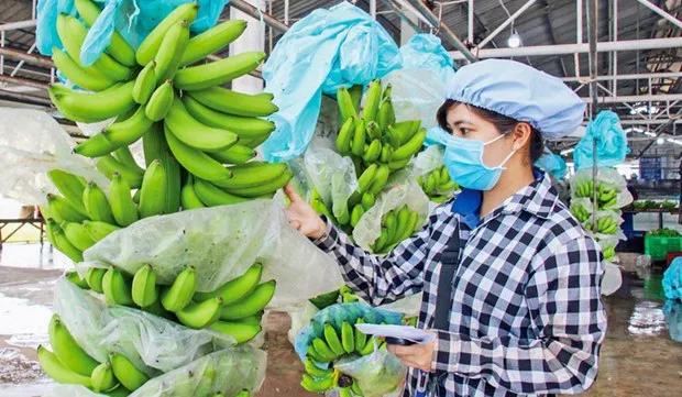 Vietnam’s dragon fruit, banana, durian export targets 2 billion USD in 2023