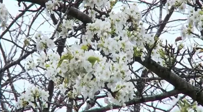 White pear blossom festival held in Lao Cai