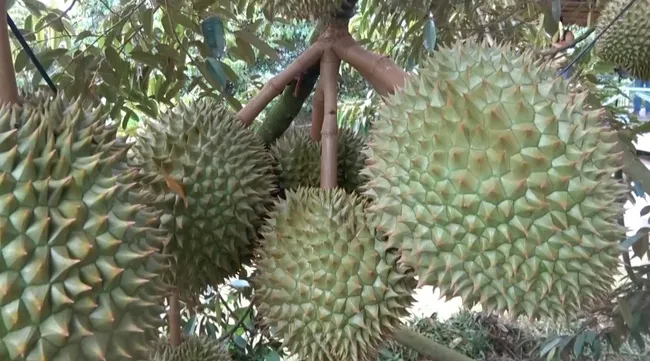 Vietnam’s durian export estimated at 850 million USD as of June