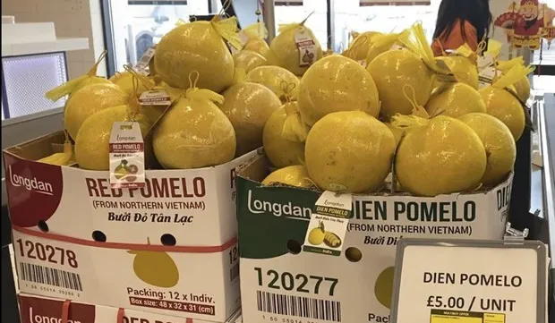 First batch of ‘Dien’ pomelos exported to UK