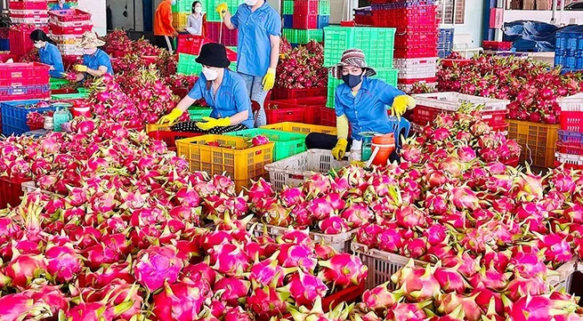 Promoting the effectiveness of geographical indication for Binh Thuan dragon fruit