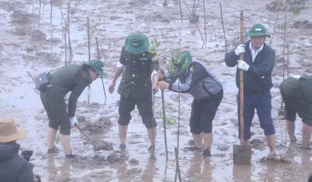 RoK-funded mangrove restoration project launched in Ninh Binh