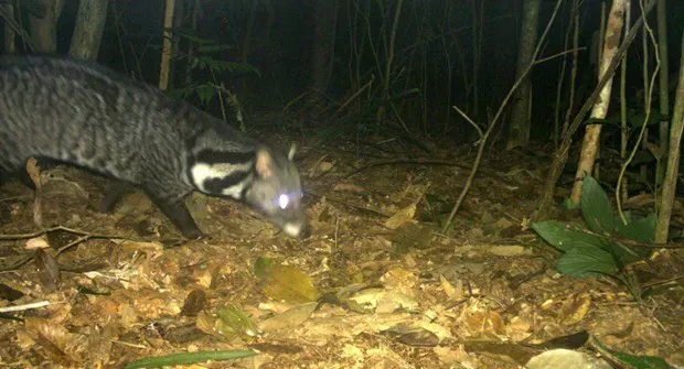 Rare civet species discovered in central natural reserve