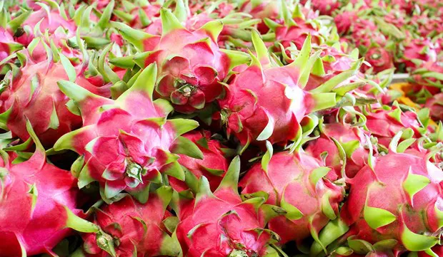 Dragon fruit export turnover reaches 47 million USD